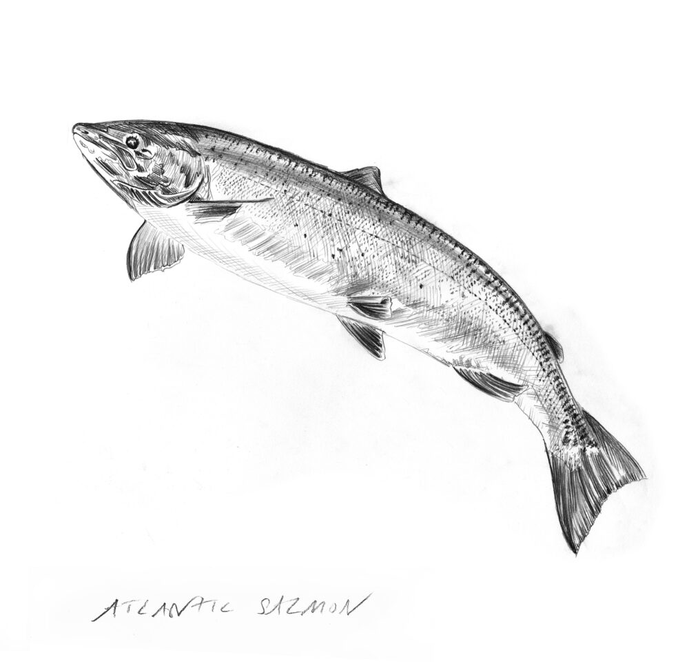 Realistic black-and-white drawing of a fish facing left; below it “ATLANTIC SALMON” is written in uppercase letters.