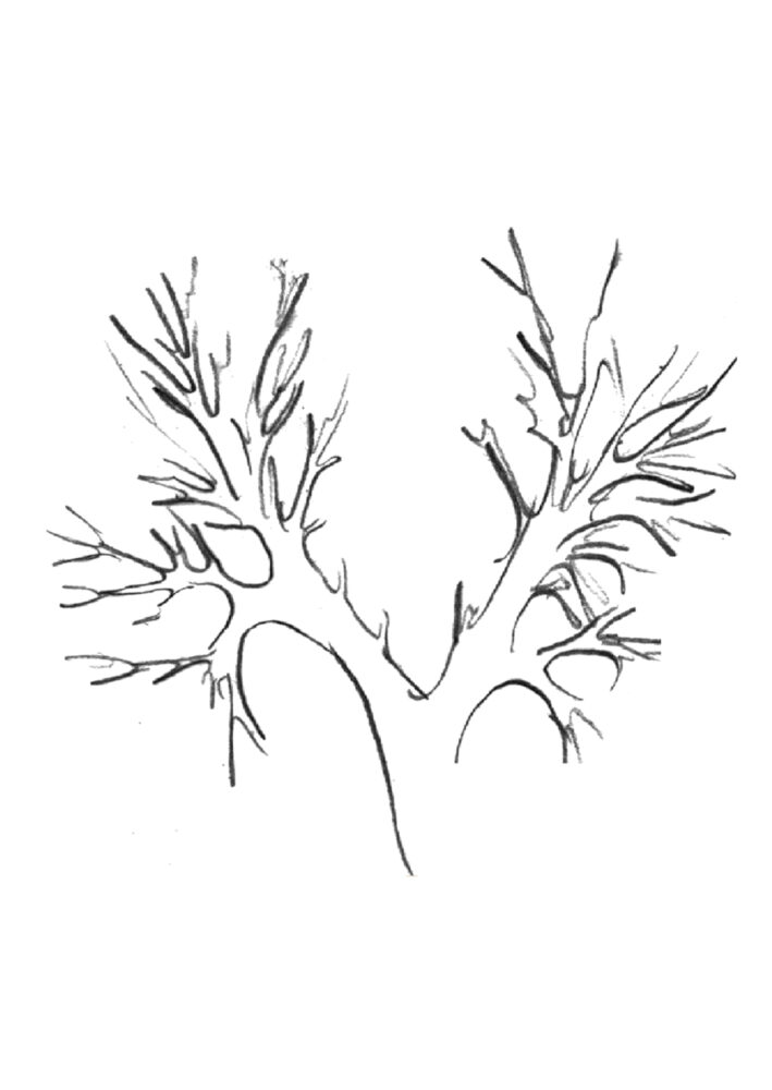 Black-and-white line drawing of branch-like forms stemming from a larger branch towards the middle.
