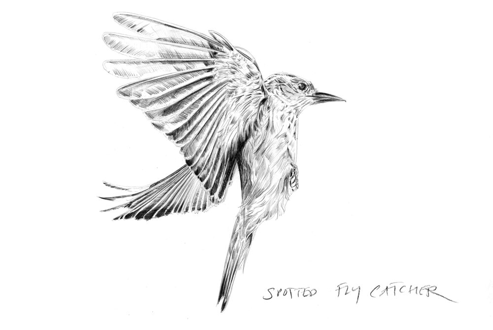 Realistic black-and-white drawing of a bird facing right with expanding wings; below it “SPOTTED FLY CATCHER” is written in uppercase letters.