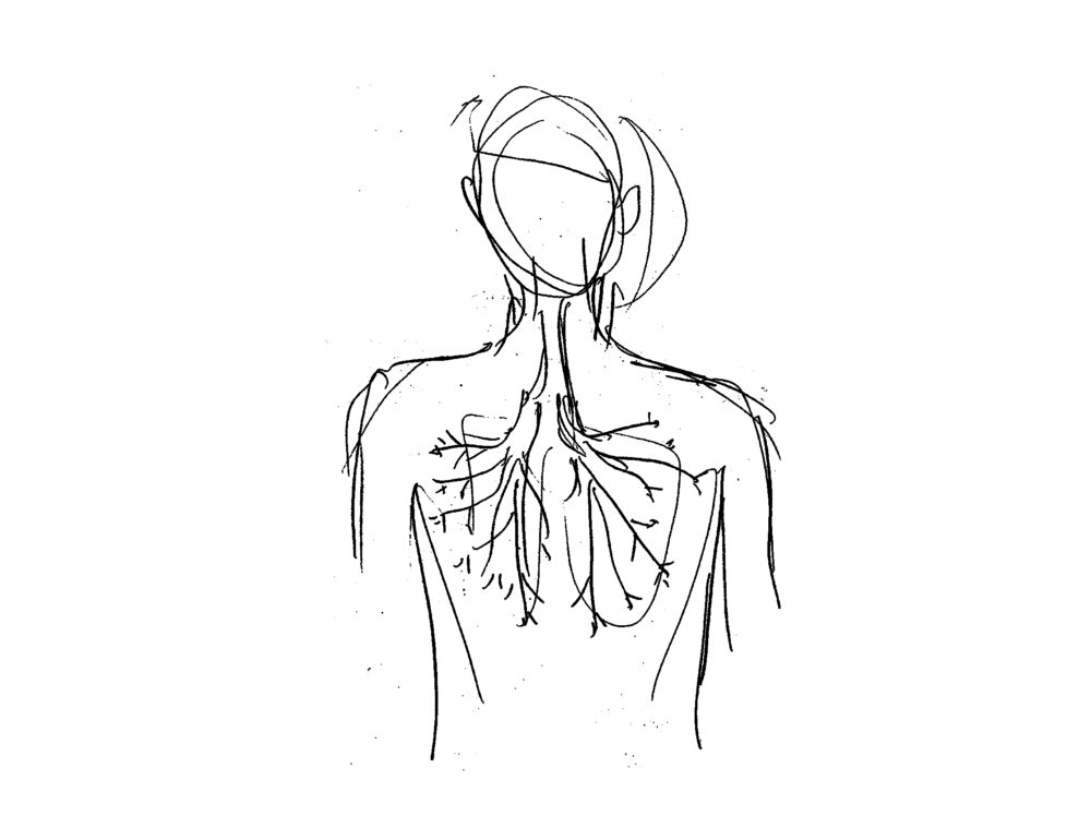 A simplified line drawing of a person from the waist-up with lines indicating the passageways of the lungs.