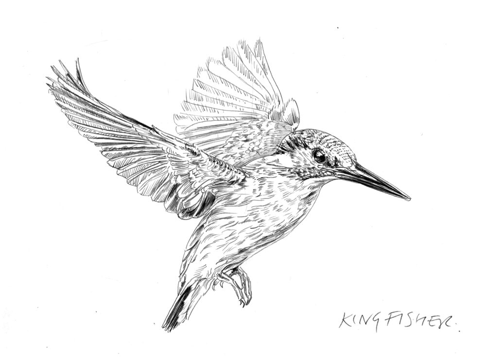 Realistic black-and-white drawing of a bird facing right with expanding wings; below it “KINGFISHER” is written in uppercase letters.