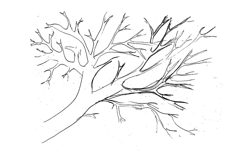 A line drawing of branch-like forms stemming from a larger branch in the bottom-left corner.