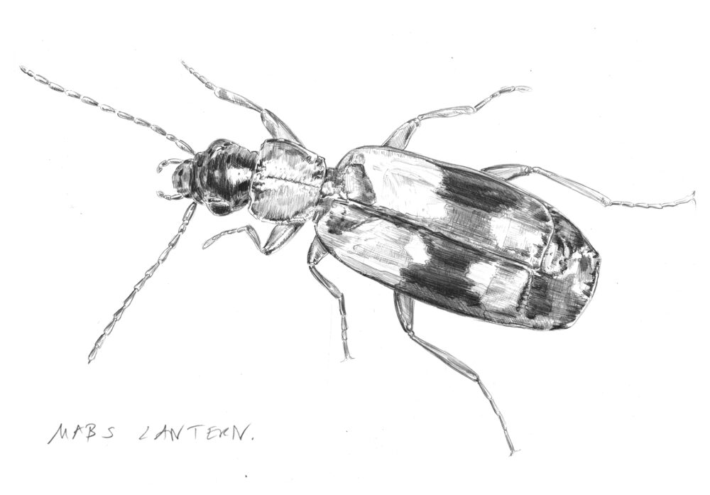 Realistic black-and-white drawing of a beetle seen from above; below it “MABS LANTERN” is written in uppercase letters. The beetle faces left.